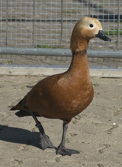 分仅差